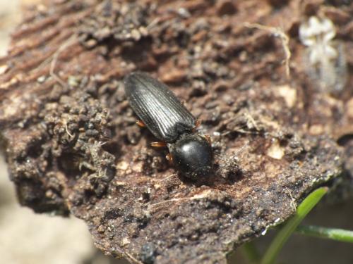 Réf. 280 387 : Cardiophorus sp.